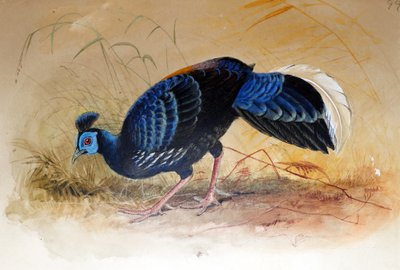 Fagiano di Vieillot (Euplocamus vieilloti), 1852-54 da Joseph Wolf